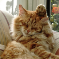 User profile picture